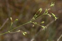 Silene otites