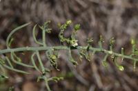 Thesium humifusum subsp. divaricatum