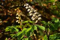 Aesculus hippocastanum