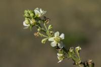 Verbascum lychnitis