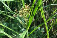 Cyperus longus