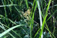 Cyperus longus