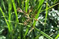 Cyperus longus