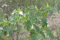 Datura stramonium
