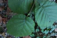 Corylus avellana