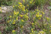 Solidago virgaurea