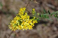 Solidago virgaurea