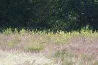 Solidago virgaurea