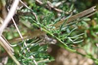 Seseli montanum