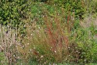 Oenothera lindheimeri