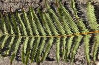 Pteridium aquilinum