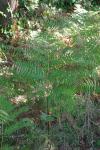 Pteridium aquilinum