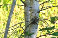Betula pendula