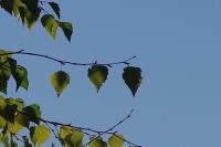 Betula pendula