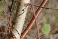 Betula pendula