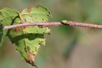 Betula pendula