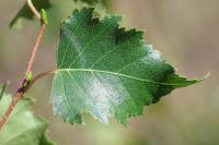 Betula pendula
