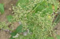 Chenopodiastrum hybridum