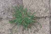 Digitaria sanguinalis