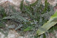 Asplenium trichomanes