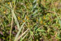 Bidens frondosa
