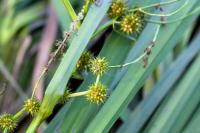 Sparganium erectum subsp. neglectum