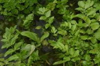 Helosciadium nodiflorum