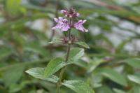 Stachys palustris