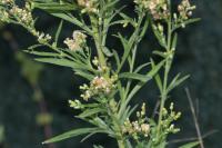 Erigeron sumatrensis