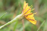 Scorzoneroides autumnalis