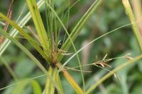 Cyperus longus