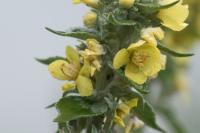 Verbascum lychnitis
