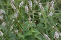 Mentha suaveolens