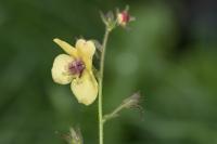 Verbascum blattaria