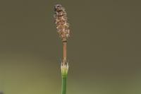 Equisetum palustre