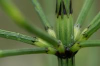 Equisetum palustre