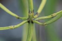 Equisetum arvense