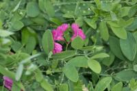 Lathyrus tuberosus