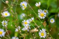Symphyotrichum lanceolatum