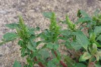 Amaranthus hybridus