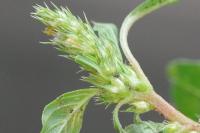 Amaranthus hybridus