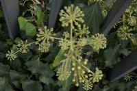 Hedera helix