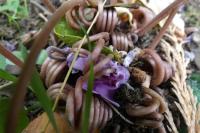 Cyclamen hederifolium