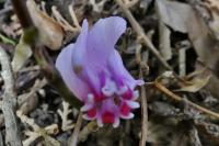 Cyclamen hederifolium