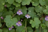Cymbalaria muralis