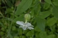 Silene latifolia