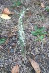 Spiranthes spiralis