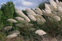 Cortaderia selloana