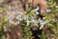 Stachys annua