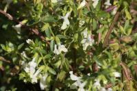 Stachys annua